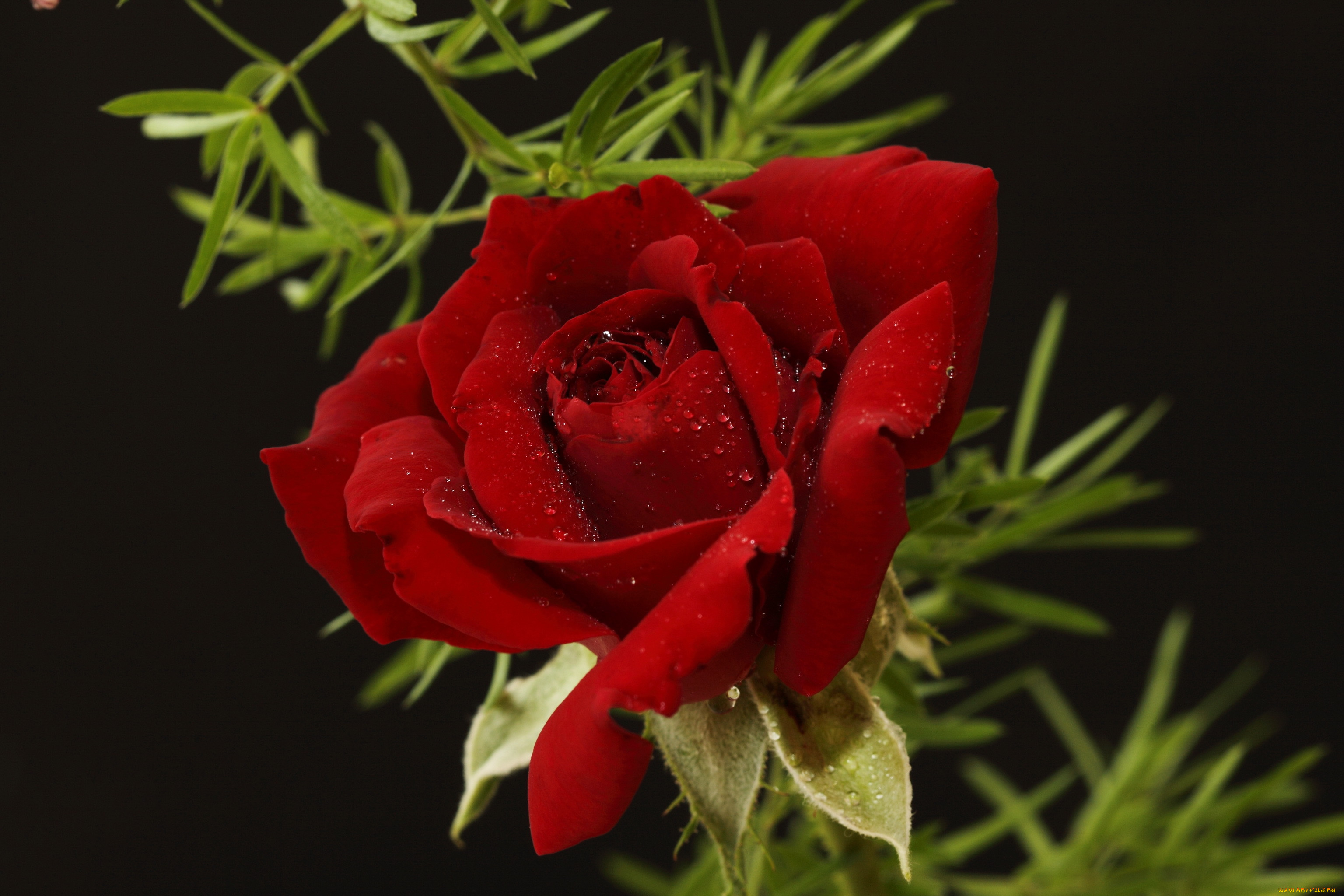Алый вдруг. Красный цветок. Алые розы. Красивые Алые розы.